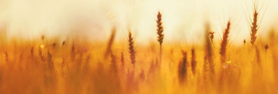Bless the Lord Christian Website Banner